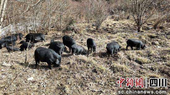 汶川县灞州镇发展藏香猪养殖 促农增收致富
